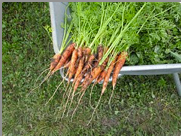 ORGANIC - Carrots, Vegetables, Plants, Home Garden - Gabriel code